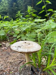 Polski lat grzyb © Maciej G. Szling