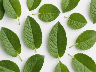 Naklejka premium Scattered Mint Leaves Layout 