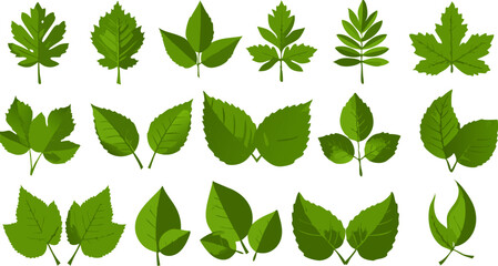 Green foliage displays several plant leaves, showing nature's greenery in an assortment of shapes, adding vitality and beauty to designs