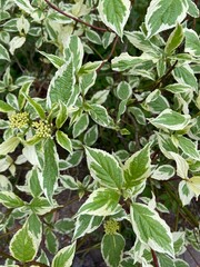 Zielono białe liście, polska wieś