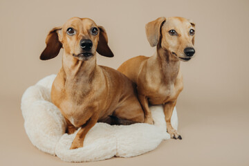 Two dachshund dogs sitting on plush dog bed for pet companionship or cute animal friendship concept