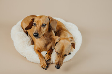 Two dachshunds relaxing together on pet bed for bonding, cozy moments or pet lifestyle stock concept