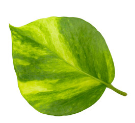 Yellow variegated ivy with green and yellow leaves isolated on a transparent background