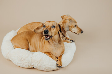 One dachshund yawning while resting beside another in plush bed for comfort, care or candid pet...