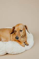 Single dachshund laying in soft bed for comfort, rest or pet home lifestyle concept in stock...