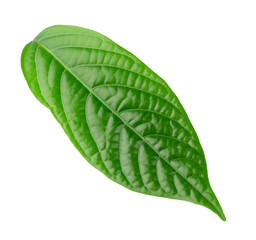 Obraz premium A close-up of vibrant green leaves isolated on a transparent background