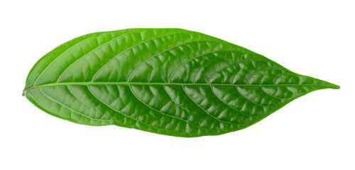 A close-up of vibrant green leaves isolated on a transparent background