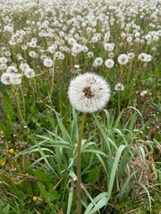 Mlecze, łąka, białe pole © Maciej G. Szling