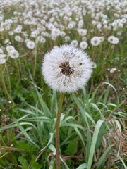 Mlecze, łąka, białe pole © Maciej G. Szling