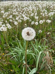 Mlecze, łąka, białe pole © Maciej G. Szling