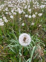 Mlecze, łąka, białe pole © Maciej G. Szling