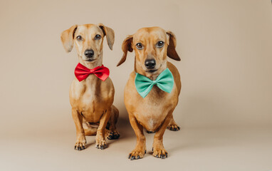 Two dachshunds posing together in red and green bow ties for pet fashion, lifestyle or...