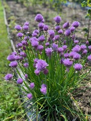 Szczypiorek, kwitnie, wiosna