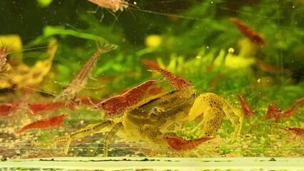 Krab i krewetki akwarium domowe