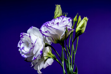 Stunning White and Purple Eustoma Flowers on a Purple Background