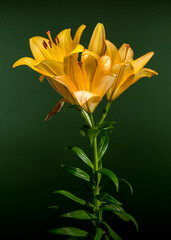 Golden Yellow Lilies on a Deep Green Background