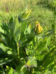 Wiosenne kwiaty polska wieś.