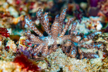 Solar-Powered Nudibranch (Phyllodesmium longicirrum) on Coral Reef
