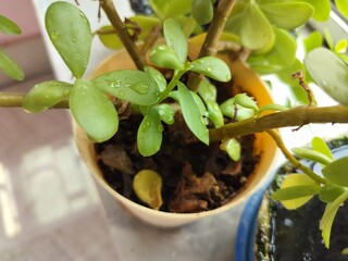 Green decorated indoor plant close-up in a pot and water drops on it.