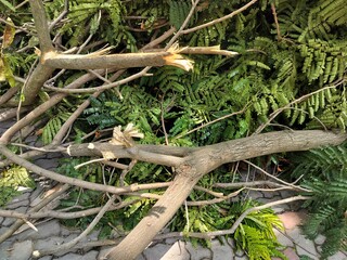 Uprooted trees and branches with leaves after a storm or natural disaster. Cutted Tree Log and timbers.
