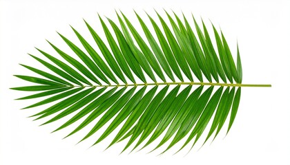 Obraz premium green leaf on white background