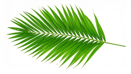 Obraz premium palm leaf isolated on white
