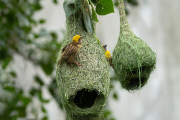 Baya Weaver (Ploceus philippinus) with nest close-up shot. These birds are known as engineer birds for their remarkable nest-building skills.