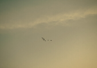 夕焼け空に飛ぶ鳥の群れ