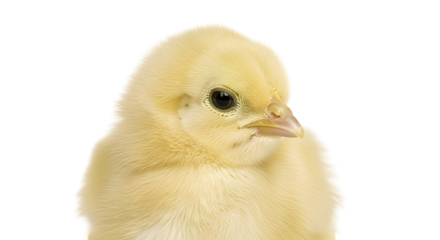 Close up studio shot of a small yellow chick with black background looking to the right side view