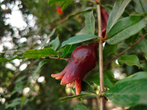 Closeup shoot of pomegranate bud and flower.