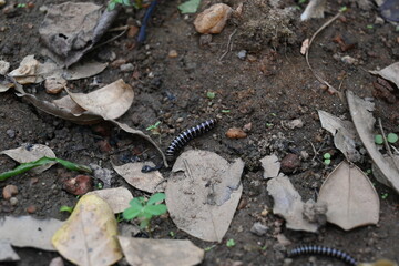 Greenhouse millipede. Its common names are Oxidus gracilis, hothouse millipede, shortflange...