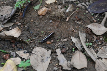 Greenhouse millipede. Its common names are Oxidus gracilis, hothouse millipede, shortflange...