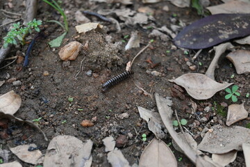 Greenhouse millipede. Its common names are Oxidus gracilis, hothouse millipede, shortflange...