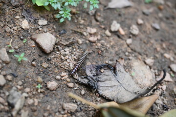 Greenhouse millipede. Its common names are Oxidus gracilis, hothouse millipede, shortflange...