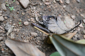 Greenhouse millipede. Its common names are Oxidus gracilis, hothouse millipede, shortflange...