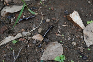 Greenhouse millipede. Its common names are Oxidus gracilis, hothouse millipede, shortflange...