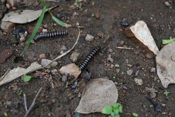 Greenhouse millipede. Its common names are Oxidus gracilis, hothouse millipede, shortflange...