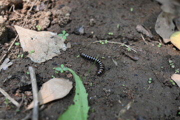 Greenhouse millipede. Its common names are Oxidus gracilis, hothouse millipede, shortflange millipede and garden millipede.This is a species of millipede in the family of Paradoxosomatidae.