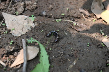 Greenhouse millipede. Its common names are Oxidus gracilis, hothouse millipede, shortflange...