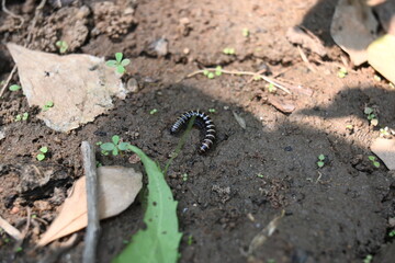 Greenhouse millipede. Its common names are Oxidus gracilis, hothouse millipede, shortflange...
