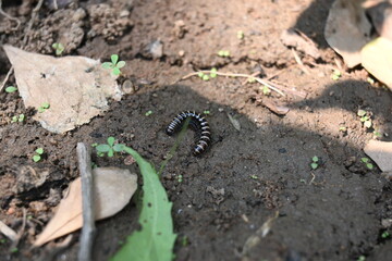 Greenhouse millipede. Its common names are Oxidus gracilis, hothouse millipede, shortflange...