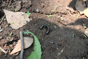 Greenhouse millipede. Its common names are Oxidus gracilis, hothouse millipede, shortflange...