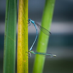 Coenagrion puella aka azure damselfly mating. Nature of Czech republic nature. Male and female.
