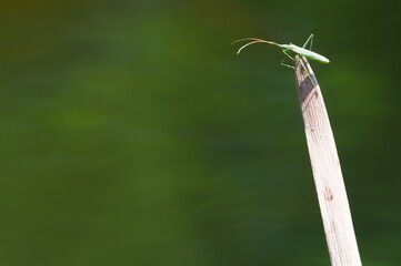 Bug on the top of dry grass straw. Copy space for placement of the text.