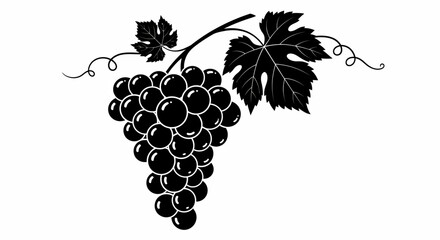 Black and White Grape Cluster with Leaves and Tendrils Illustration