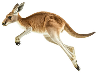 Dynamic kangaroo jumping action natural environment cutout png with transparent background for graphic use