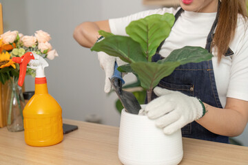 Indoor Gardening and Plant Care. Woman potting a fiddle leaf fig plant with care and precision.