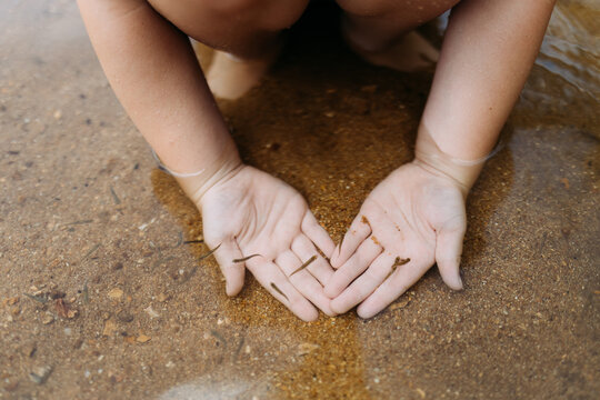Close up of child's hands in water with school of minnows
