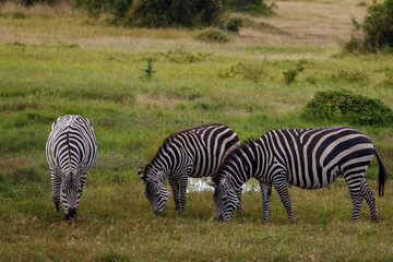 Cebras Pastando en la Verde Sabana Africana