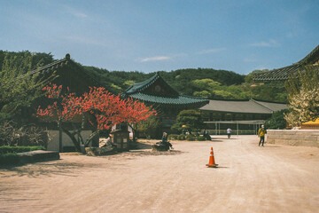 Analogue 35 mm Photography